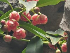 -东山雕花楼