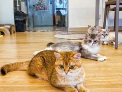 -有喵·猫咖·狗咖·30几只猫10只小狗(岗厦店)