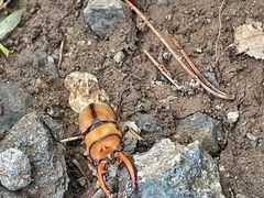 -北京鹫峰国家森林公园