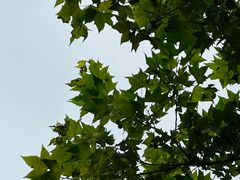 -重庆市江北嘴中央商务区中央公园