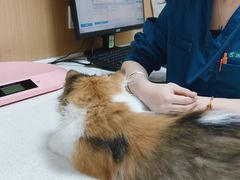 -瑞派康怡24h宠物医院·犬猫医疗中心·微创绝育(瑞景分院)