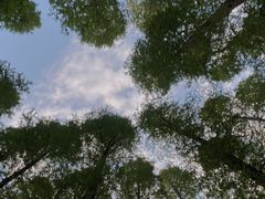 -日照海滨国家森林公园