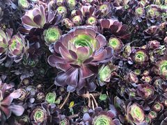 -墨尔本皇家植物园