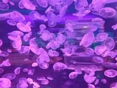 -上海海昌海洋公园
