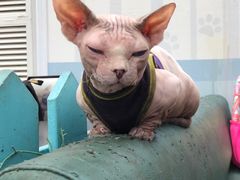 -猫小院猫主题咖啡厅(北锣店)