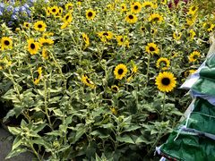 -龙大花卉苗木市场