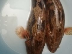 -江杨农产品批发市场