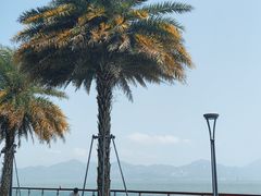 -深圳湾公园(南山区)
