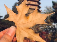 -西海子公园