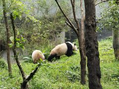 -中国大熊猫保护研究中心雅安碧峰峡基地