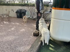 -爪吧宠物乐园 (温榆河示范区店)