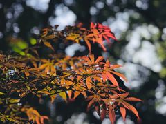 -杭州半山国家森林公园