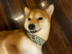 -豆柴町-柴犬主题狗咖(红鼎国际C座店)