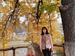 -千年银杏谷文化旅游区