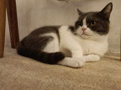 -猫友咖啡店(玉林西路店)