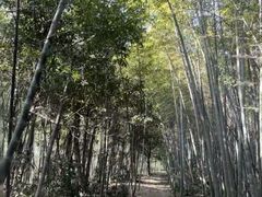 -东明山森林公园