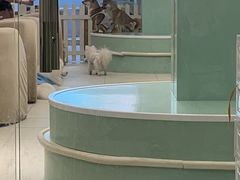 -怪兽屋·羊驼·猫咖·狗咖(俊华广场店)