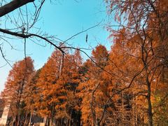 -东湖落雁景区