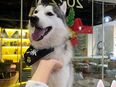 -Husky Go! 哈士奇体验馆·宠物咖啡厅狗咖