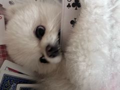 -北京赛佳动物医院