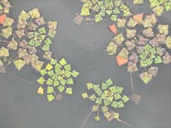 -同里国家湿地公园