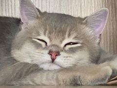 -东方名猫馆·英短金渐层布偶猫舍(环线广场1号楼店)