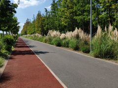 -上海长兴岛郊野公园