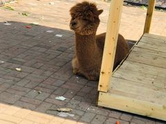 -长白岛森林公园