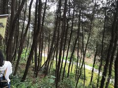 -铁山坪森林公园