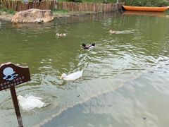 -映月湖公园