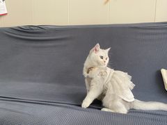 -创凡宠物医院·骨专科  猫科中心(西乡分院)