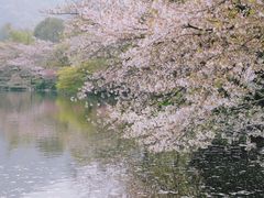 -西湖外事游船(花港观鱼码头)