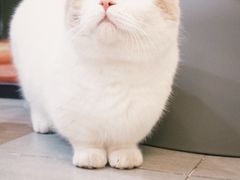 -欣宠猫屋·矮脚拿破仑·蓝金金渐层