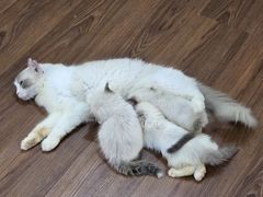-楼上猫咖(罗湖店)