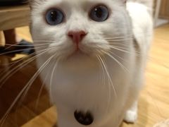-啵啵喵·猫咖(攀华国际店)