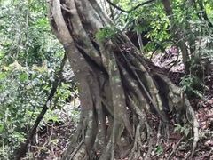 -西双版纳原始森林公园