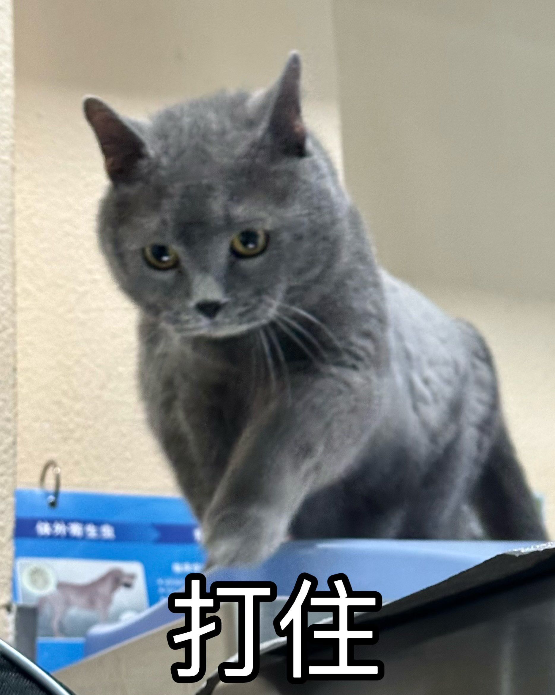 今日份喵喵表情包