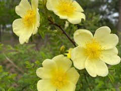 -大兴滨河森林公园