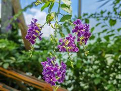 -中国科学院华南植物园