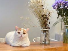 -Cappucimeow猫咪咖啡馆(韦伯时代店)