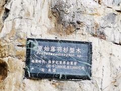 -深圳仙湖植物园