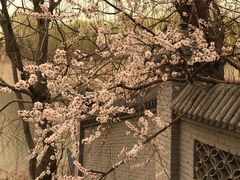 -桃花堤公园