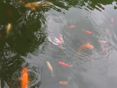 -绵阳人民公园(涪城区)