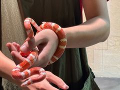 -帕帕拉兹宠物(亚洲旗舰店)