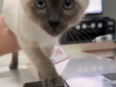 -伟伟宠物医院·瑞派猫友好医院·猫科(光谷店)