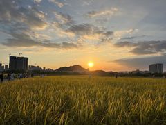-光明小镇欢乐田园