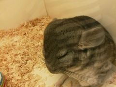 -龙猫仔乐园(惠福东路店)