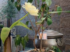 -泓0871臻选云南菜·味庄