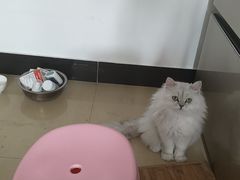 -瑞派福兴宠物医院犬猫全科·骨科·中西医结合(河东店)