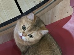 -和它·交个朋友·狗咖猫咖(爱琴海店)